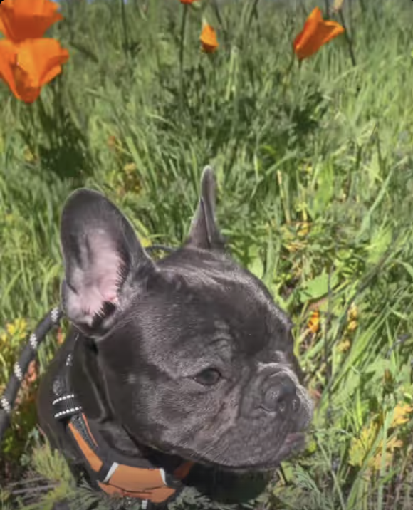 Frenchie Flower Girl !